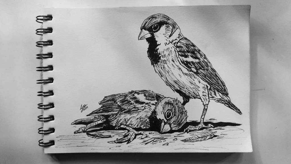 Ink drawing of two sparrows