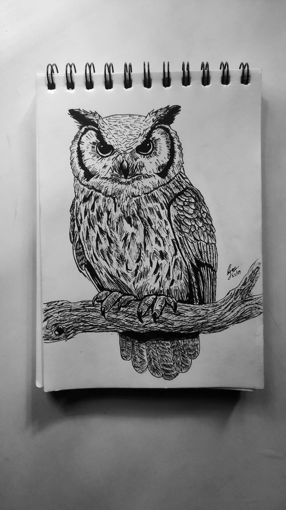 Ink drawing of owl on branch